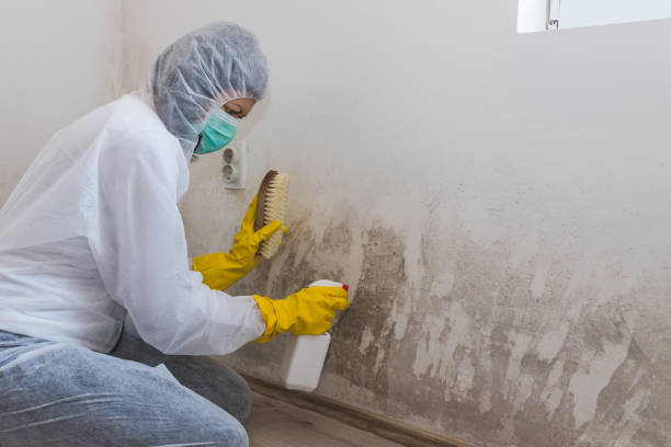 Hazlehurst, MS Mold Inspection, Removal & Remediation Company