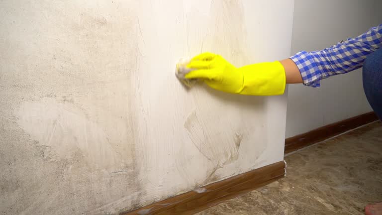 Best Basement Mold Removal  in Hazlehurst, MS