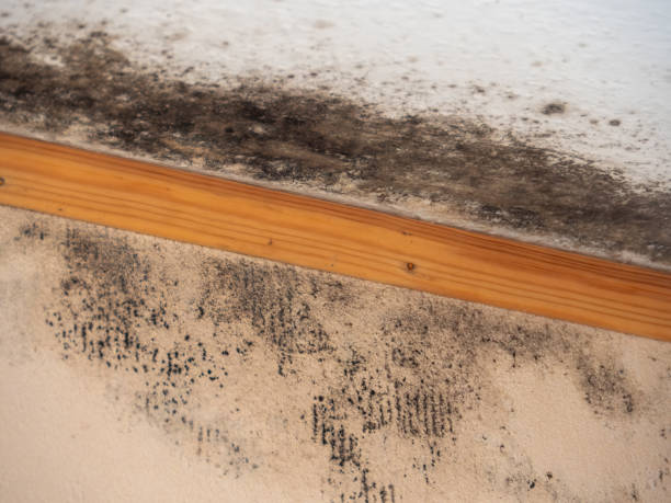 Best Mold Damage Restoration  in Hazlehurst, MS