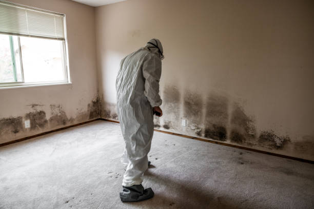 Best Water Damage & Mold Remediation  in Hazlehurst, MS